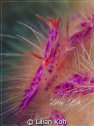 P U N K
Hairy Squat Lobster by Lilian Koh 